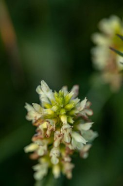 Dağlarda büyüyen Betonica alopecuros çiçeği