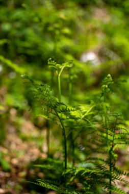 Ormanda yetişen Dryopteris filix-mas çiçeği