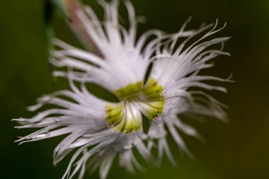 Dağlarda büyüyen dianthus hyssopilius