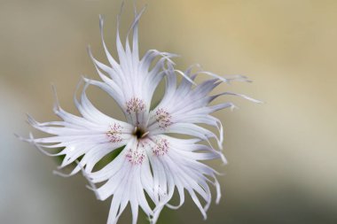 Dağlarda büyüyen dianthus hyssopilius