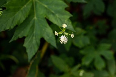 Dağlarda yetişen Astrantia Carniolica çiçeği.