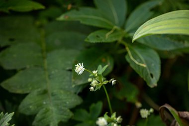 Dağlarda yetişen Astrantia Carniolica çiçeği.