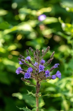 Dağlarda büyüyen Cicerbita Alpina çiçeği, kapat