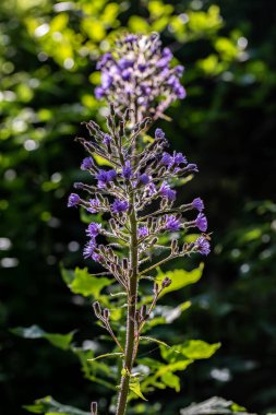 Dağlarda büyüyen Cicerbita Alpina çiçeği, kapat