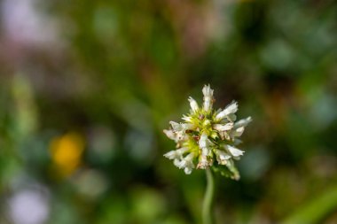 Dağlarda büyüyen Betonica alopecuros çiçeği
