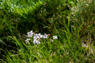 Dağlarda büyüyen dianthus hyssopilius