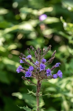 Dağlarda büyüyen Cicerbita Alpina çiçeği, kapat