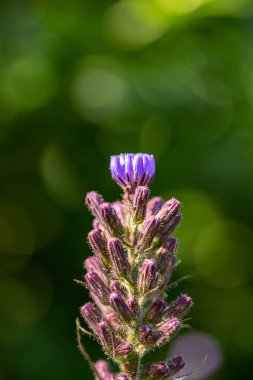 Dağlarda büyüyen Cicerbita Alpina çiçeği, kapat
