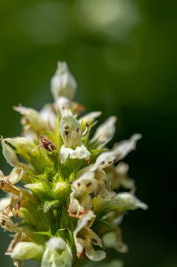 Dağlarda büyüyen Betonica alopecuros çiçeği
