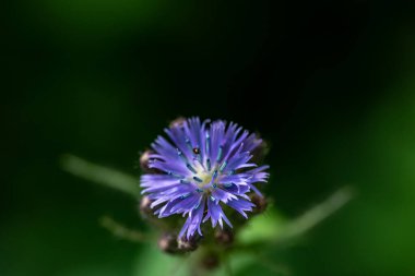 Dağlarda büyüyen Cicerbita Alpina çiçeği, kapat