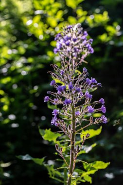 Dağlarda büyüyen Cicerbita Alpina çiçeği, kapat