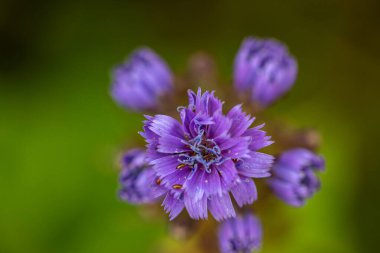 Dağlarda büyüyen Cicerbita Alpina çiçeği, kapat