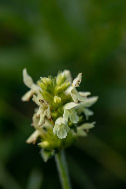 Dağlarda büyüyen Betonica alopecuros çiçeği