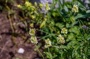 Dağlarda büyüyen Betonica alopecuros çiçeği