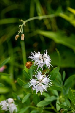 Dağlarda büyüyen dianthus hyssopilius