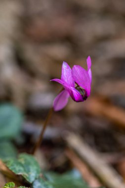 Cyclamen purpurascens flower growing in forest, close up