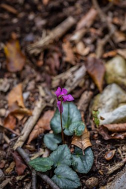 Cyclamen purpurascens flower growing in forest, close up
