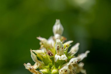Dağlarda büyüyen Betonica alopecuros çiçeği