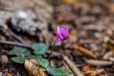 Cyclamen purpurascens flower growing in forest, close up