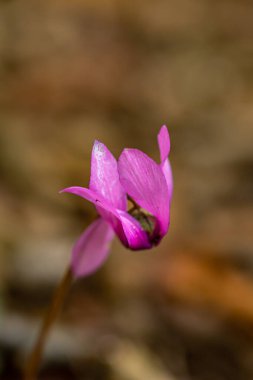 Cyclamen purpurascens flower growing in forest, close up