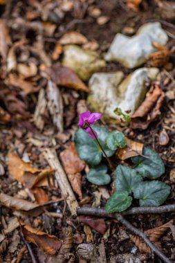 Cyclamen purpurascens flower growing in forest, close up