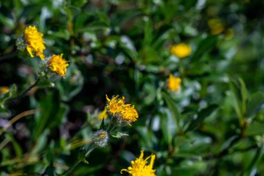 Hieracium villosum flower growing in mountains