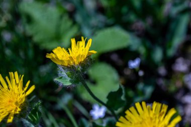 Hieracium villosum flower growing in mountains