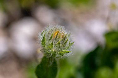 Hieracium villosum flower growing in mountains