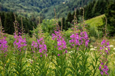 Chamaenerion angustifolium growing in mountains
