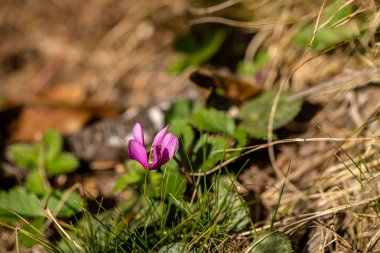 Cyclamen purpurascens flower growing in forest, close up