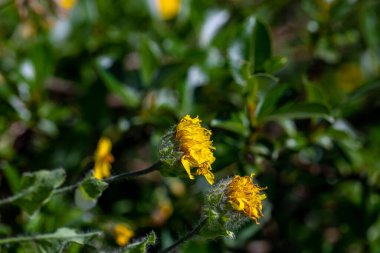 Hieracium villosum flower growing in mountains