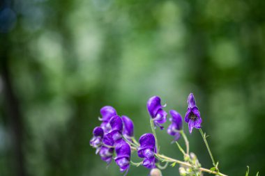 Aconitum variegatum flower growing in forest, close up