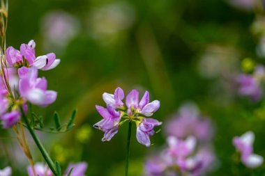 Securigera varia flower growing in forest, close up