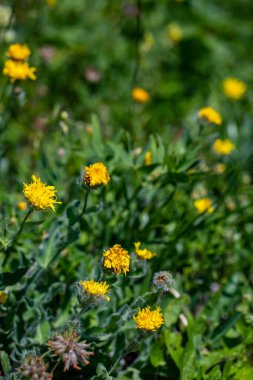 Hieracium villosum flower growing in mountains