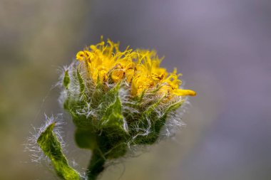 Hieracium villosum flower growing in mountains