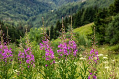 Chamaenerion angustifolium growing in mountains