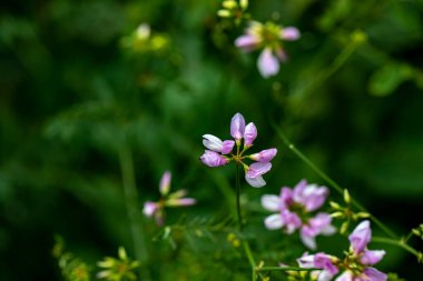 Securigera varia flower growing in forest, close up