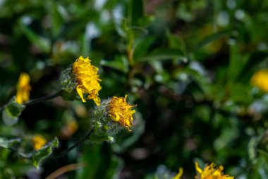 Hieracium villosum flower growing in mountains