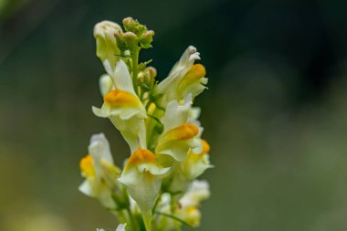 Linaria vulgaris flower growing in mountains