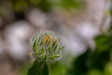 Hieracium villosum flower growing in mountains
