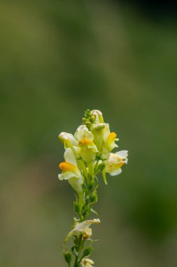 Linaria vulgaris flower growing in mountains