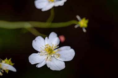 Ranunculus platanifolius growing in mountains