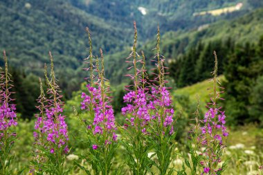 Chamaenerion angustifolium growing in mountains