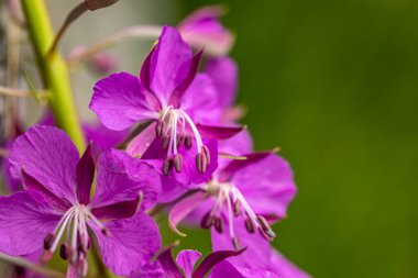 Chamaenerion angustifolium growing in mountains