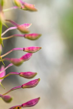 Chamaenerion angustifolium growing in mountains