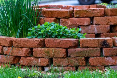 Brick circle for herbal garden