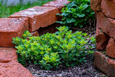 Brick circle for herbal garden