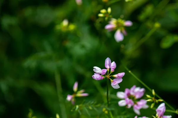 stock image Securigera varia flower growing in forest, close up