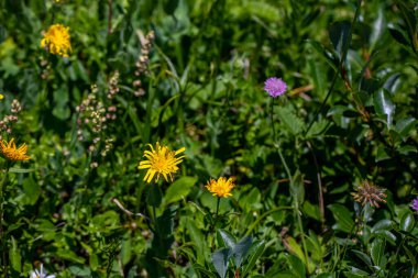 Hieracium villosum flower growing in mountains