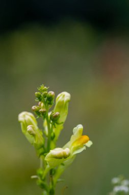 Linaria vulgaris flower growing in mountains